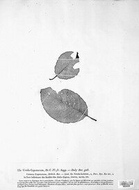 Melampsora caprearum image